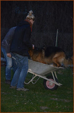 Nachtübung - Slalom mit dem Hund in der Schubkarre