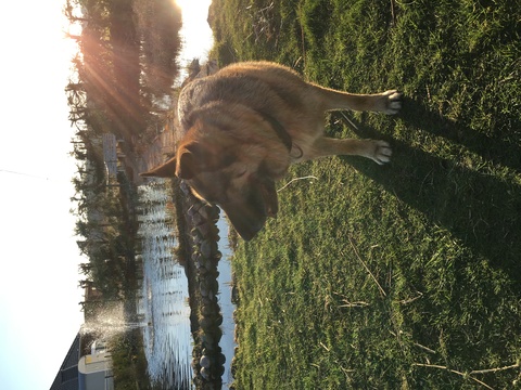 Rocky bei Opa und Oma am Teich