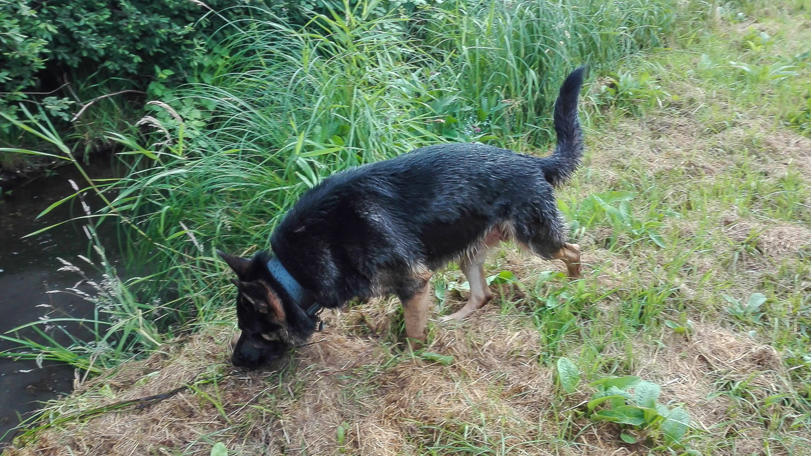 Nasser Hund