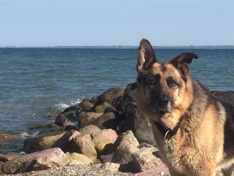 Beachboy