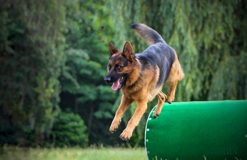 Charly wollte mal Springpferd werden...