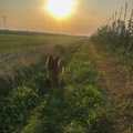 Am Land: Abendspaziergang