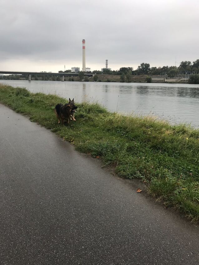 Gin und Roxy am Toben