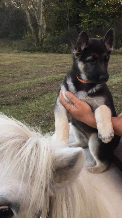 Die Welpen von Diva und Kai sind inzwischen umgezogen.