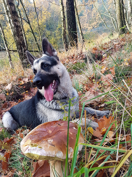 fast wie Trüffelhund