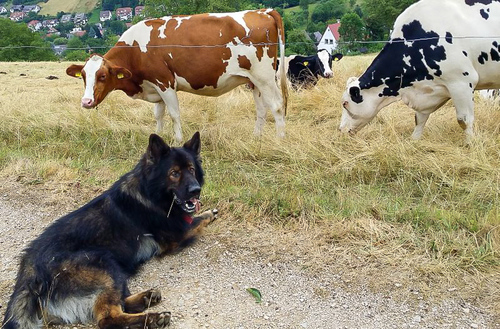 cow-dog_1