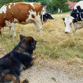 cow-dog_2