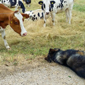 cow-dog_3