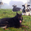 cow-dog_6