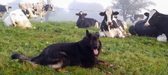 cow-dog_6