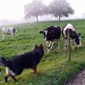 cow-dog_7