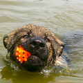 Hardys erste Schwimmstunde