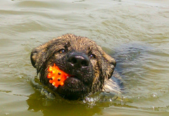 Hardys erste Schwimmstunde