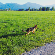 Wenn er sich zwischen Stock und anderen Hunden entscheiden müsste... weiß ich wer gewinnt