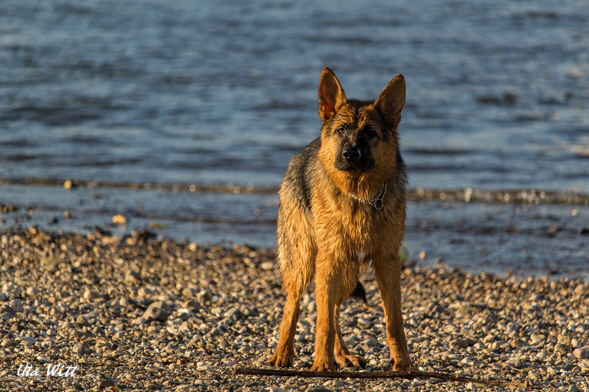 Bei traumhaftem Wetter am Rhein ausgiebig toben