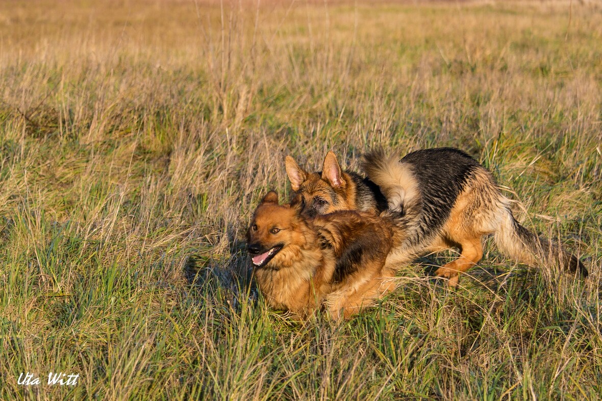 Schröder und Anka (Harzer Fuchs)