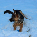 Elli im Schnee - der Schneehase :)