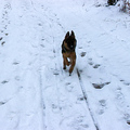 Elli im Schnee - der Schneehase :)