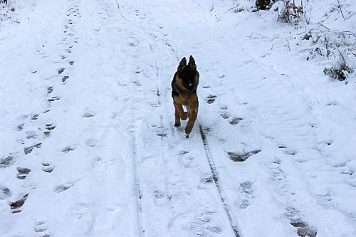 Elli im Schnee - der Schneehase :)