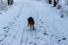 Elli im Schnee - der Schneehase :)