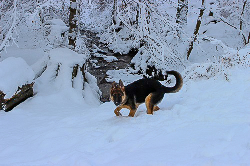 Elli im Schnee - der Schneehase :)