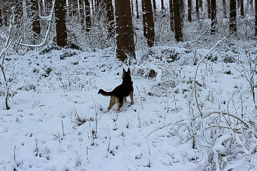 Elli im Schnee - der Schneehase :)