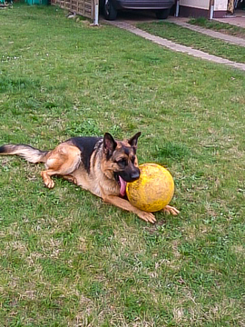 Mein Lieblingsball (ein Treibball)