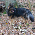 Basko im Wald1