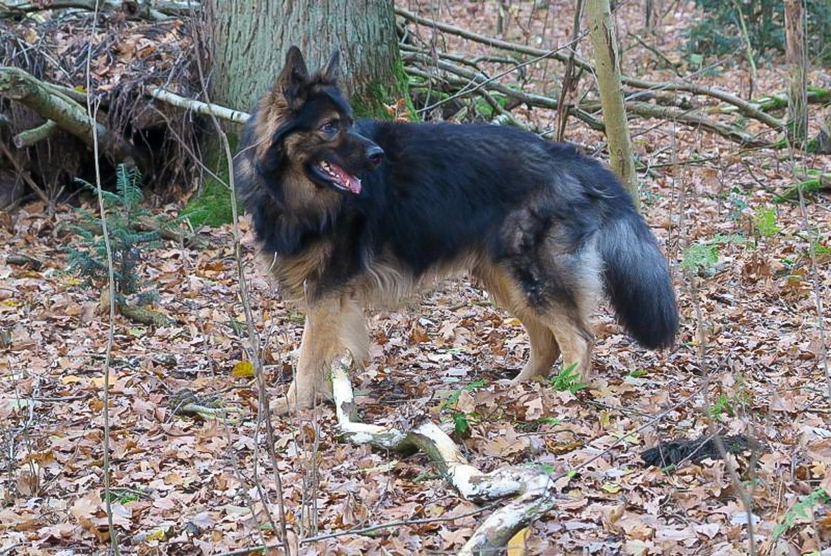 Basko im Wald1