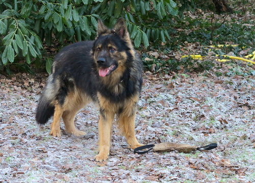 Basko mit seiner Beißwurst