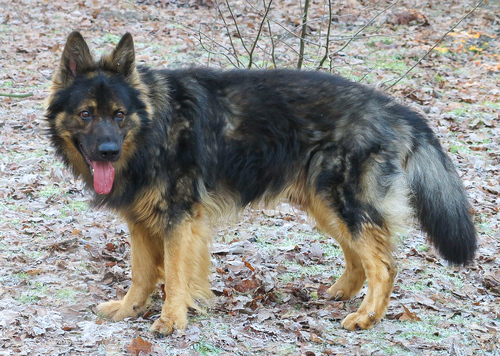 Basko im Garten