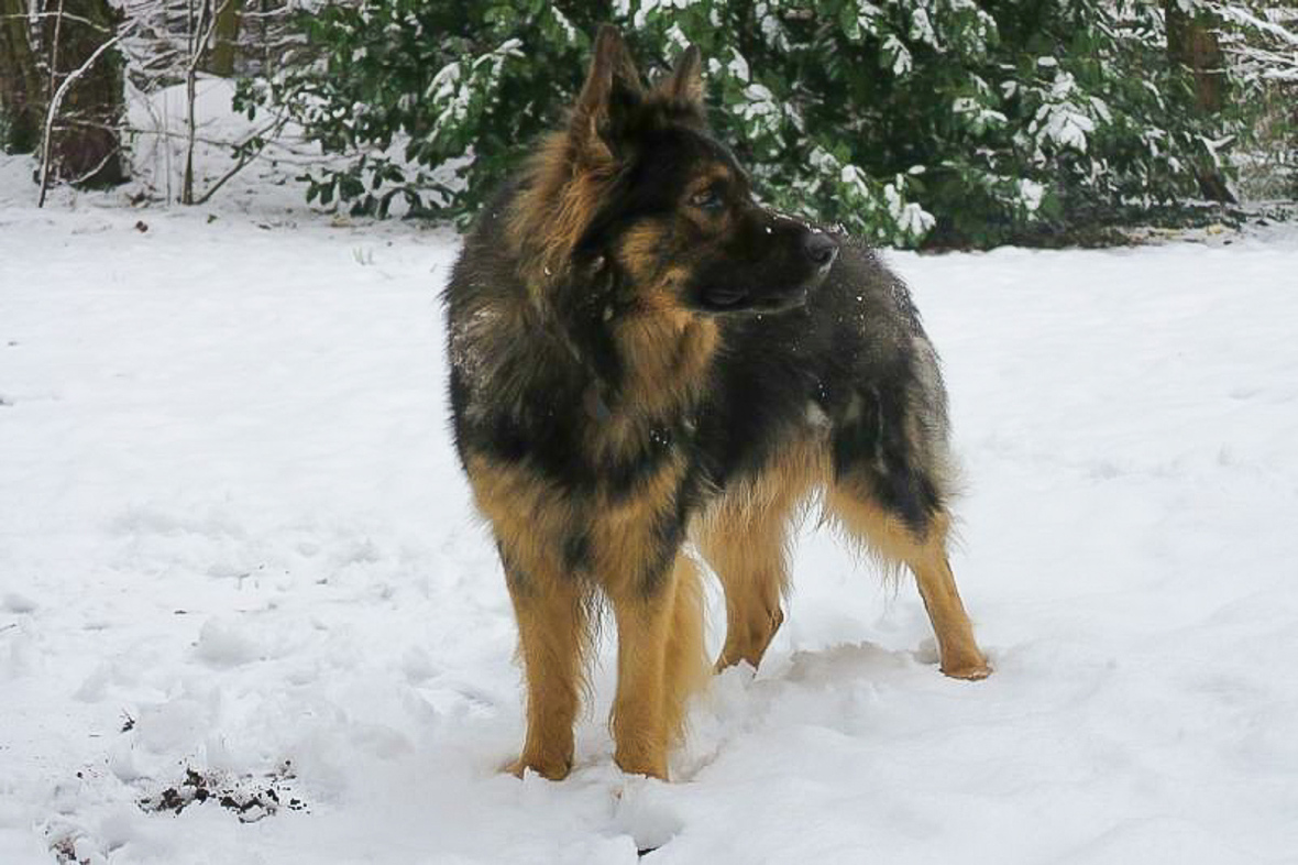 Heute hat es geschneit...