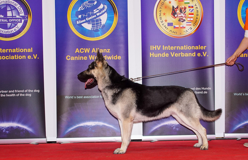 Kai bei der Ausstellung in Hannover 03.02.2019