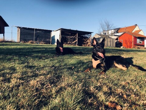 Lucy&Flynn nach einem sonnigen Spaziergang