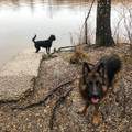 Bärlauch Sammeln im Regen und mit angenehmer (Hunde)Begleitung