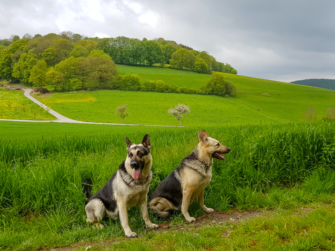 Eggegebirge Mai 2019