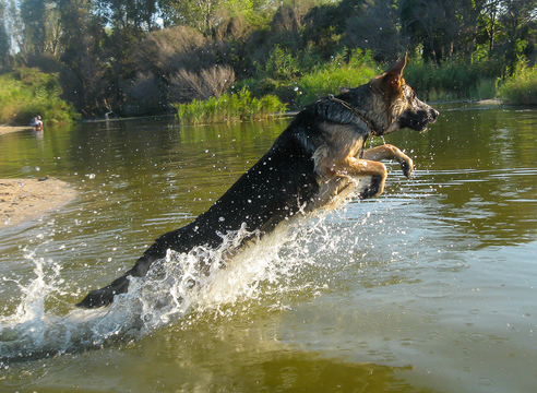 Schwimmen