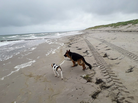 Strandspaziergang ?