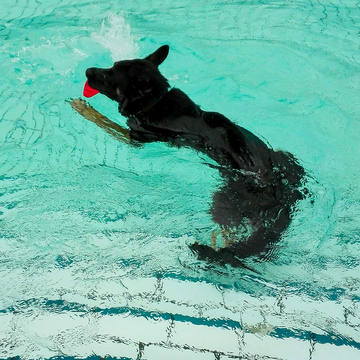 Abbaden Hund im Freibad im Ronolulu