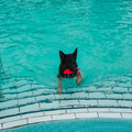 Abbaden Hund im Freibad im Ronolulu