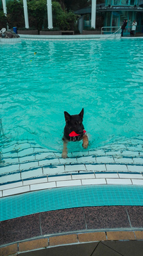 Abbaden Hund im Freibad im Ronolulu