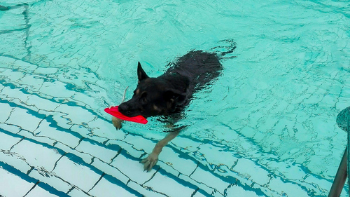 Abbaden Hund im Freibad im Ronolulu