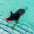 Abbaden Hund im Freibad im Ronolulu