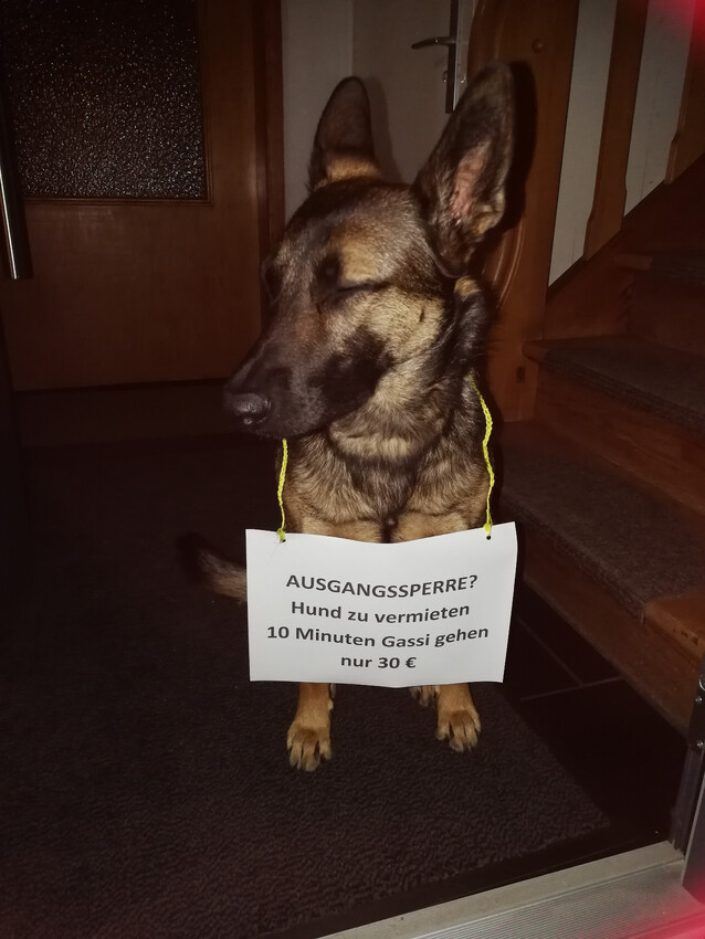 Hund zu vermieten