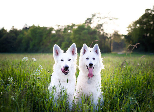 Berger Blanc Suisse