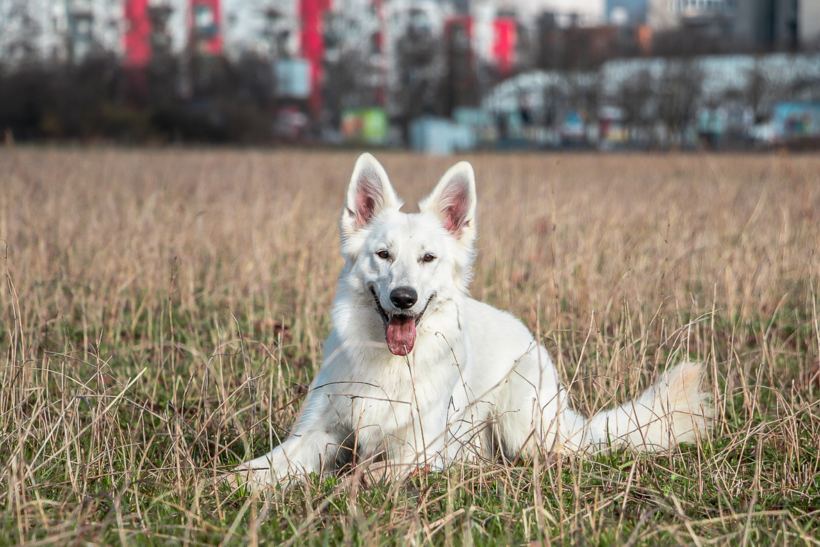 Berger Blanc Suisse - Weißer Schäferhund