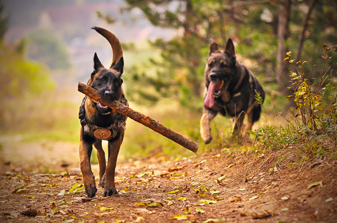 Schäferhunde beim Spielen