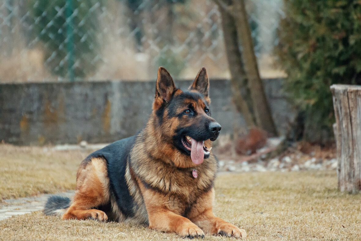 Deutscher Schäferhund