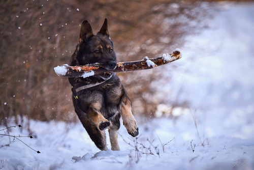 Schäferhund im Schnee