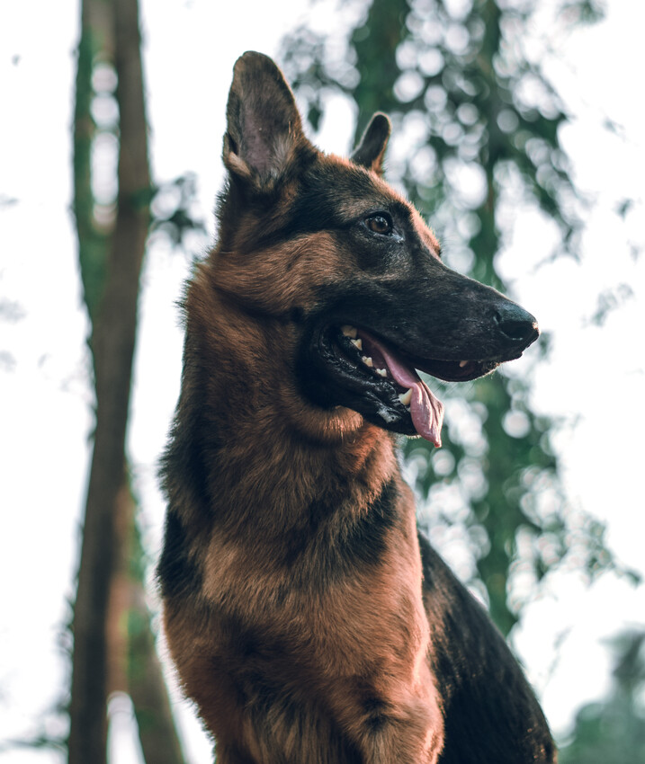 Outdoor Schäferhund